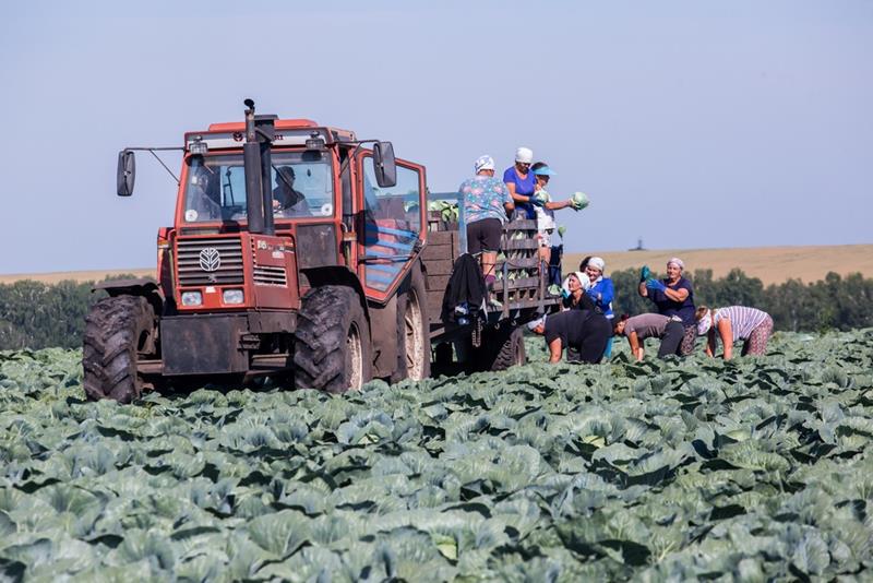 Сергей Цивилев: весь урожай в КуZбассе должен быть убран с полей до 20 октября