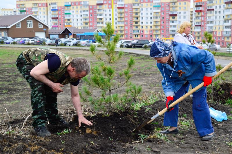 В Кузбассе в 2024 году высадили более 3,6 млн. деревьев