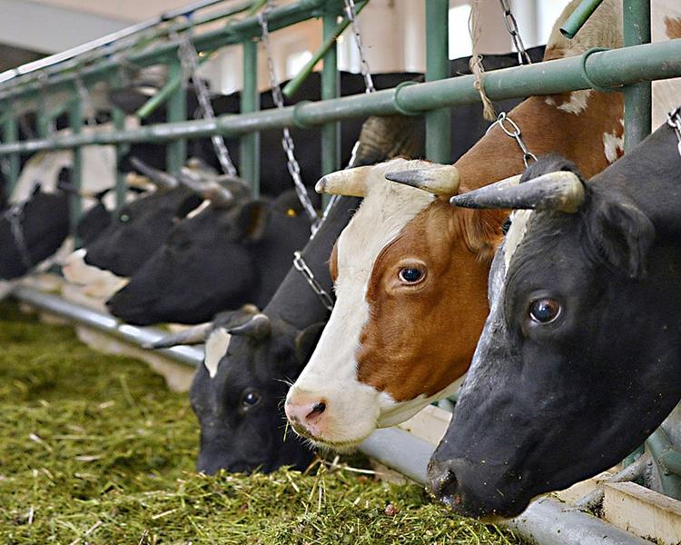 Новости сельского хозяйства